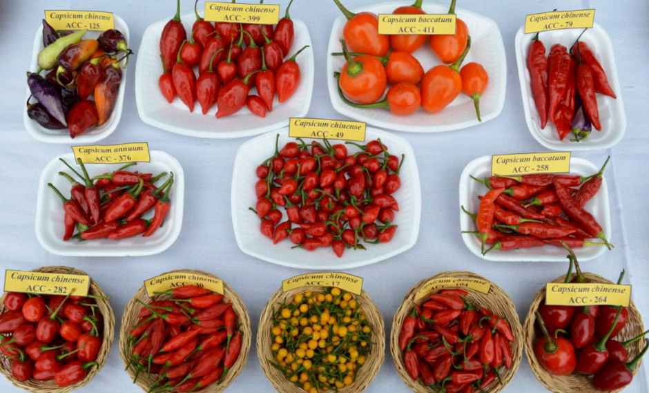 El “Día Nacional de los Ajíes”, se celebra cada primer viernes de setiembre