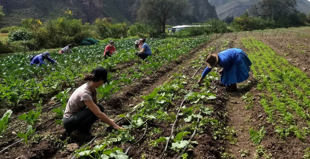 Agroecologia apoyada por Alianza Andina en Cusco