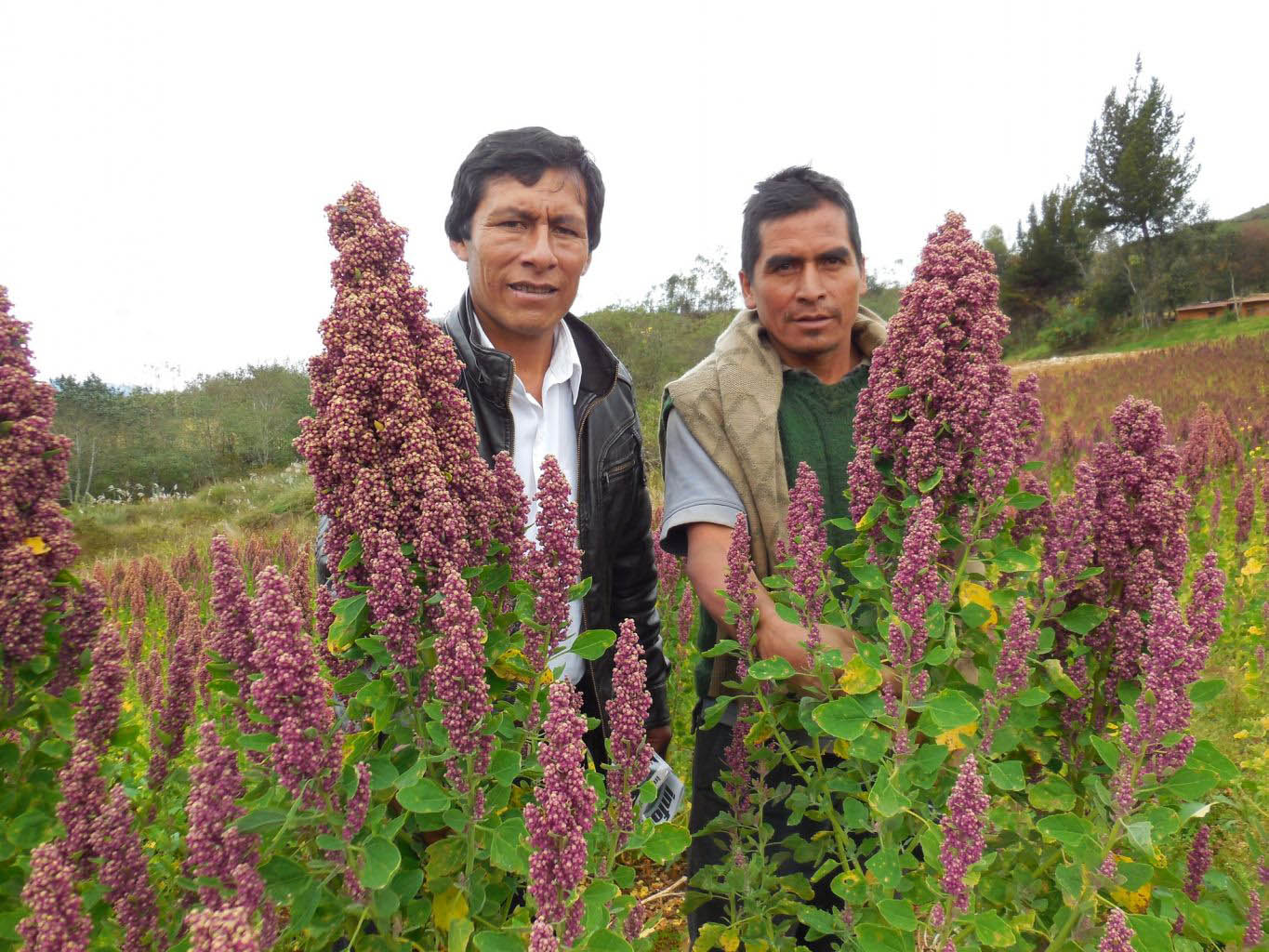 Productores de quinua